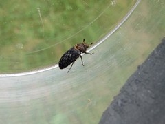 Dermestes undulatus