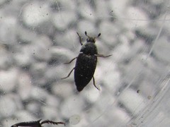 Dermestes frischii