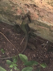 Podarcis muralis nigriventris