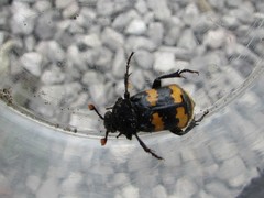 Nicrophorus interruptus
