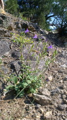 Campanula sibirica taurica