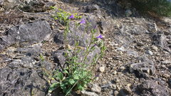 Campanula sibirica taurica