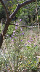 Campanula sibirica taurica