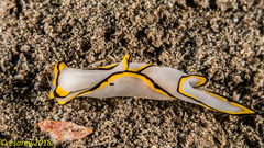 Chelidonura pallida
