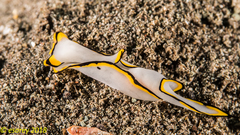 Chelidonura pallida