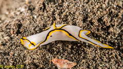 Chelidonura pallida