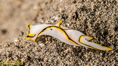 Chelidonura pallida