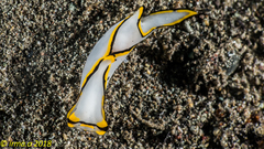 Chelidonura pallida