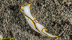 Chelidonura pallida