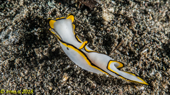 Chelidonura pallida