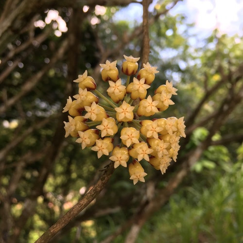 Hoya incrassata Warb. 3