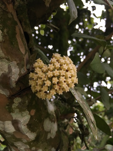 Hoya incrassata Warb. 4