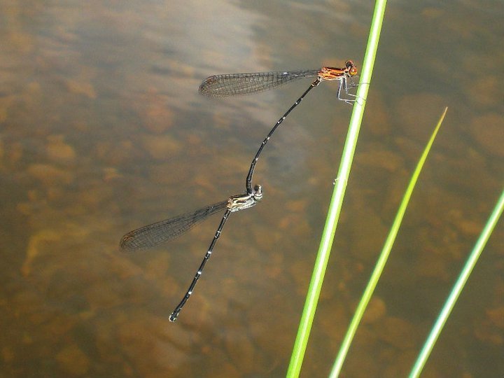 Elattoneura atkinsoni