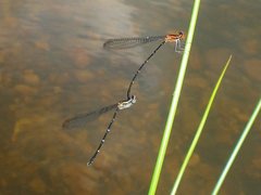 Elattoneura atkinsoni