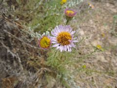 Erigeron blochmaniae