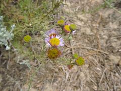 Erigeron blochmaniae