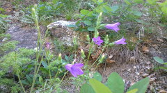 Campanula sibirica taurica