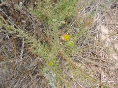 Erigeron blochmaniae