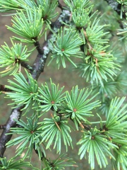 Cedrus