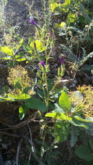 Campanula sibirica taurica