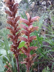 Orobanche laxissima