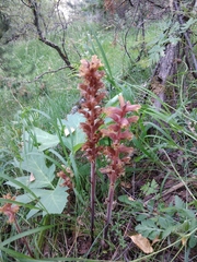 Orobanche laxissima