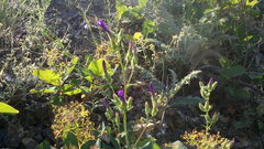 Campanula sibirica taurica
