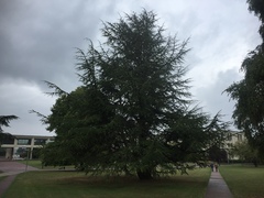 Cedrus