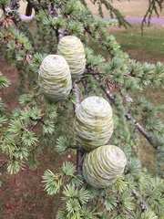 Cedrus