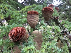 Cedrus