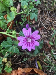 Malva sylvestris