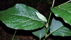 Amblycorypha rotundifolia