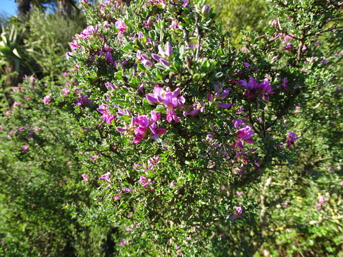 Image of Indigofera nigromontana by (c) Shaun Swanepoel, some rights reserved (CC BY)