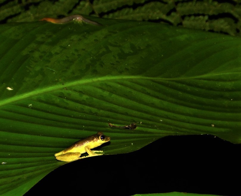 Santo Andre Snouted Treefrog