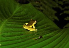 Scinax rizibilis