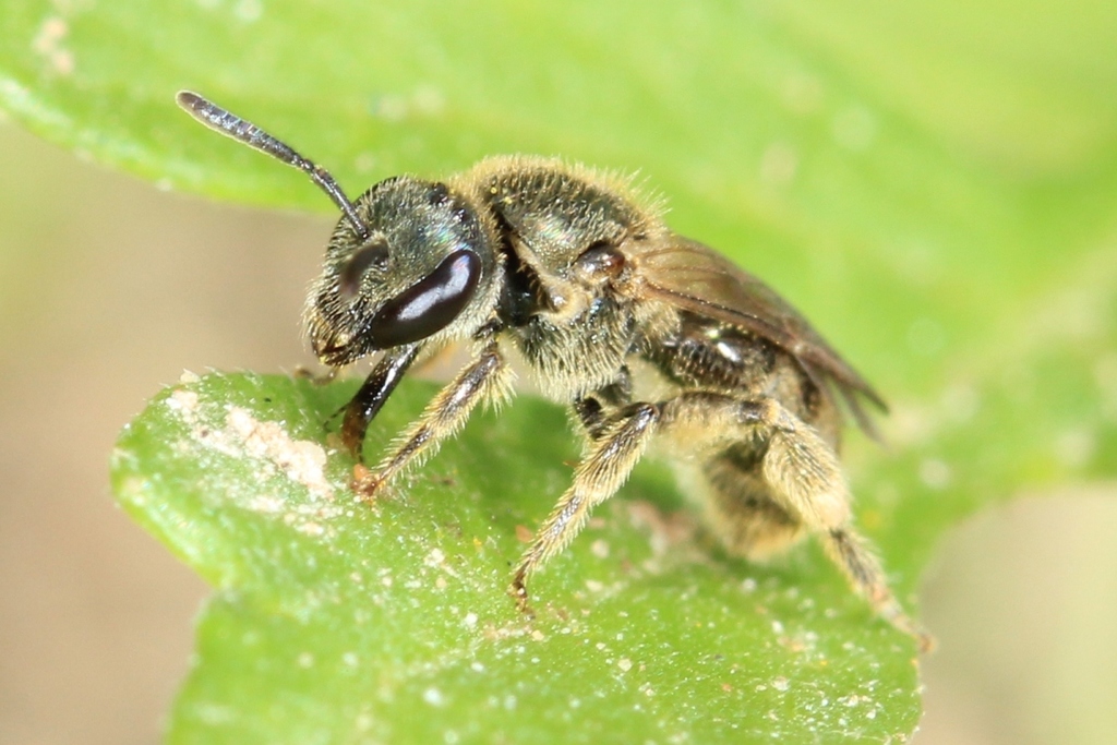 Experienced Sweat Bee