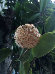 Hoya crassicaulis