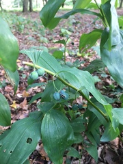 Polygonatum multiflorum
