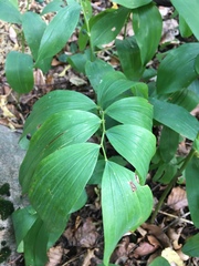 Polygonatum multiflorum