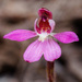 Pygmy Caladenia - Photo (c) Andrew Dilley, some rights reserved (CC BY-NC), uploaded by Andrew Dilley