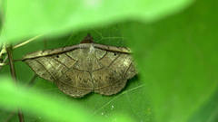 Entomogramma fautrix