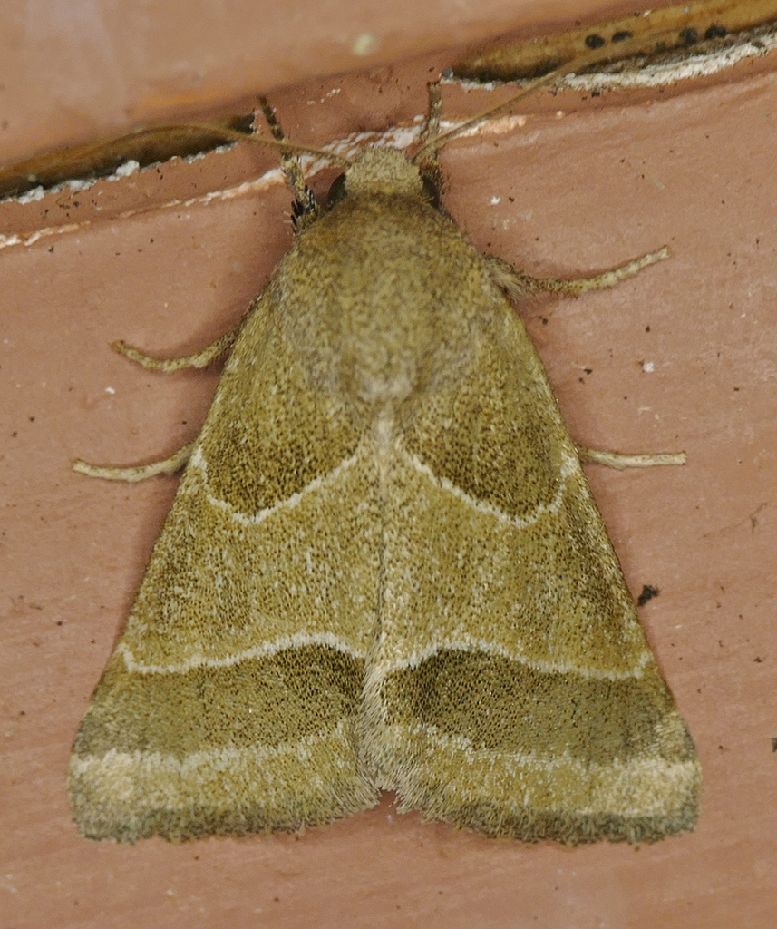 Slender Flower Moth