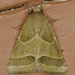 Schinia gracilenta - Photo (c) krancmm,  זכויות יוצרים חלקיות (CC BY-NC), הועלה על ידי krancmm