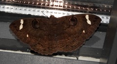 Erebus hieroglyphica