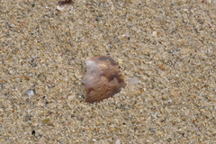 Phasianella australis