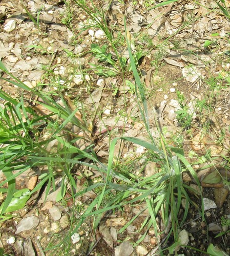 Image of Phalaris caroliniana by (c) Linda Jo Conn, some rights reserved (CC BY)
