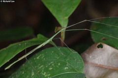 Singaporoidea meneptolemus