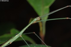 Singaporoidea meneptolemus