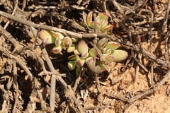 Cotyledon papillaris
