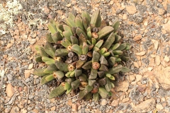 Pleiospilos compactus